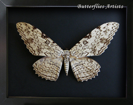 Thysania Agrippina Rare Real White Witch Giant Moth Framed Entomology Sh... - $138.99