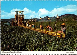 Harvesting Pineapple in Hawaii Postcard PC22 - £7.97 GBP