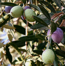 1 Pcs Starter Plant 6&quot; Tall Olive Tree Plant, Oblonga Olea Europaea Plant | RK - £26.39 GBP
