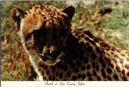 Cheetah at the Lion Country Safari Texas Vintage Postcard - £5.27 GBP