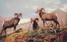 Rocky Mountain Big Horn Sheep Colorado CO Postcard D15 - £2.34 GBP
