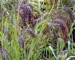 Panic Grass (Panicumviolaceum) 25 NON GMO Seeds - £5.37 GBP