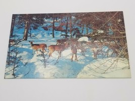 Vintage Postcard &quot;Deer On The Alert&quot; Wildlife Animals In Snowy Forest - £4.63 GBP