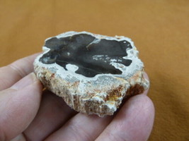 R805-17) genuine fossil Petrified Wood slice specimen Madagascar organic... - $14.95