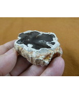 R805-17) genuine fossil Petrified Wood slice specimen Madagascar organic... - $14.95