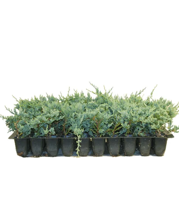 Blue Rug Juniper Live Plants Drought Tolerant Hardy - £31.99 GBP