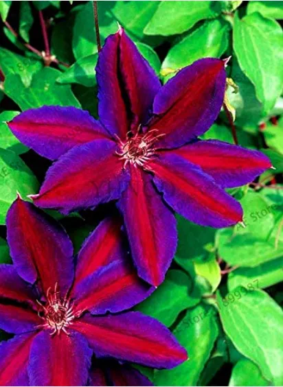 fresh Clematis Plants Plant Natural Growth Bonsai Home Garden 100 Pcs - £6.31 GBP