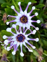 5 Whirligig Osteospermum Fruticosum Pinwheel African Cape Daisy Bulk Seeds - $12.75