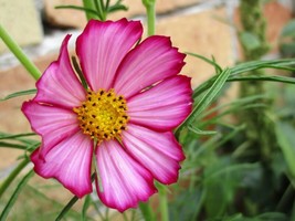 Thjar 300 Picotee Cosmos Bipinnatus 2-Tone White Pink Magenta Fast Grow Flower S - $4.99