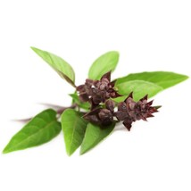 New Fresh Seeds Thai Basil 500 Seeds Purple Basil Asian Basil Fast Ship - $5.94