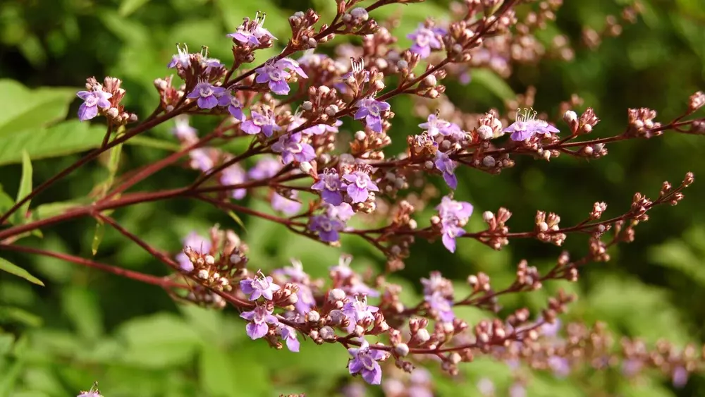 25 Cut Leaf Chastetree Seeds Vitex Negundo Heterophylla - £8.46 GBP