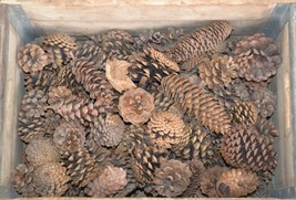 pine cone lot of 2 styles box full Crate Full Crate not included - £36.75 GBP