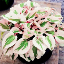 HGBO 150 Hosta Flower Seeds Perennials white USA Seller - £7.24 GBP