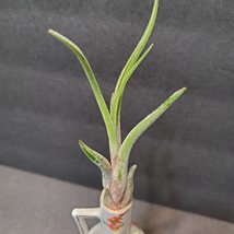 Airplant in Vintage Bud Vase, 4" Art Pottery Porcelain Applied Flowers Germany image 6