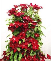 Worldwide Shipping 100Pcs Dark Red Clematis Climbing Bonsai Flower Seeds - $16.74