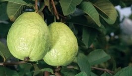 guava pear live fruit tree. 6” To 2 Ft Tall - $104.99