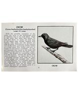 American Crow Bird Print 1931 Blue Book Birds Of America Antique Art PCB... - $15.06 CAD