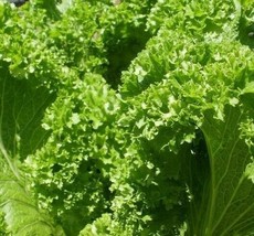 HGBO Old Fashioned Mustard Seeds 500 Seeds Vegetable Garden Greens Nongmo From U - £6.74 GBP