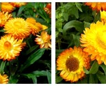 50 Seeds STRAWFLOWER SEEDS - GOLDEN YELLOW Flowers Garden - £27.85 GBP
