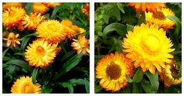 50 Seeds Strawflower Seeds - Golden Yellow Flowers Garden - £27.62 GBP