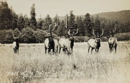 RPPC Native Wild Elk Herd CA Prairie Creek Redwood Hwy California Postcard T14 - £5.69 GBP