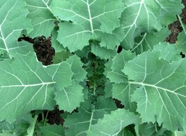 Premier Kale Seeds Cruciferous Early Hanover Fresh Fast Shipping - $3.78