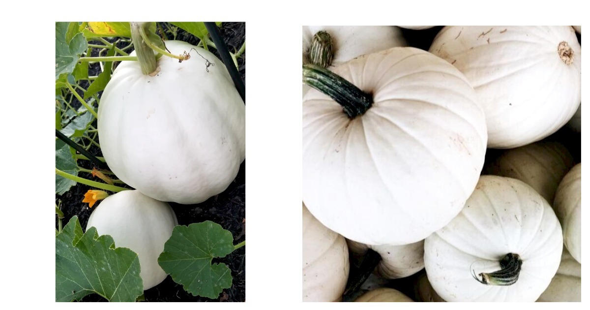 Primary image for 18+ WHITE PUMPKIN SEEDS "WHITE QUEEN" Halloween ORNAMENTAL squash FREE SHIPPING