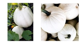 18+ WHITE PUMPKIN SEEDS &quot;WHITE QUEEN&quot; Halloween ORNAMENTAL squash FREE S... - £15.04 GBP