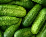 Cucumber Seeds 50 National Pickling Vegetable Garden Pickling Fast Shipping - £7.22 GBP