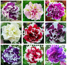 100 pcs/Bag Mixed Color Flower Petunia Bonsai Exotic Bonsai Flowers - £7.03 GBP