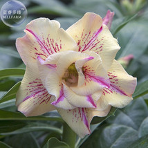 Yellow Fragrance Adenium Desert Rose 2 Seeds Yellow Flowers With Purple Stripes  - £8.61 GBP