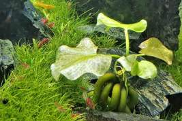 Aquarium Plants Banana Lily Nymphoides Aquatica - £23.43 GBP