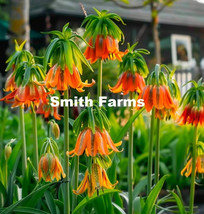 25 Seeds Orange Crown Imperial Flowers Fritillaria Imperialis Fresh Seeds - £8.36 GBP