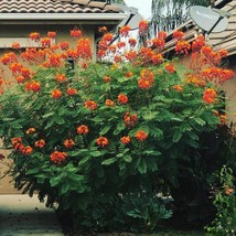 Peacock Flower Seeds - Vibrant Caesalpinia Pulcherrima, Red Bird of Paradise - G - £7.71 GBP