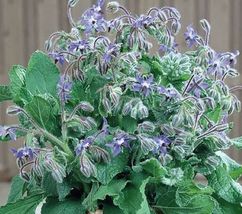 50 Seeds Borage Seeds Blue Star-Shaped Flowers Culinary Annual Herb - £6.39 GBP