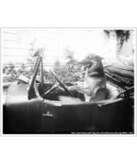 German Shepherd and Car 10x8 Photograph / New Print of Vintage 1924 Photo Police - $12.95