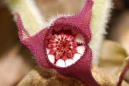 5 Wild Ginger Asarum Canadense Canadian Heart Snakeroot Flower Herb Seeds Fresh  - £6.60 GBP