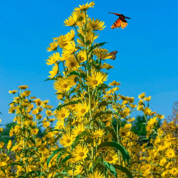 Fresh Sunflower Maximilian Perennial Flowers Butterflies Finches Usa Non-Gmo 100 - £8.59 GBP