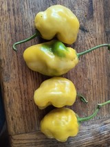 Giant Yellow Manzano Plant 10-12&quot; bare rooted - $9.90