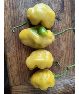 Giant Yellow Manzano Plant 10-12&quot; bare rooted - $13.55 CAD