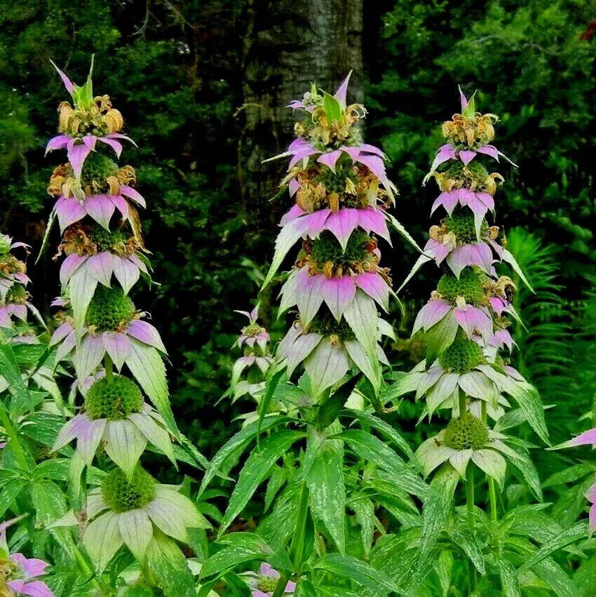 KS Spotted Bee Balm Flower Organic Non Gmo Planting 301 Seeds  - £7.62 GBP