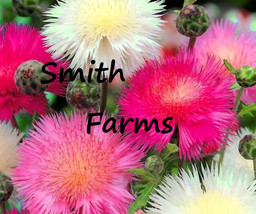 50 Seeds Pink White Sweet Sultan Flowers Mixed Cornflower Fresh Seeds - $10.50