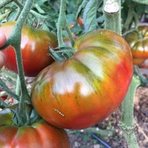 FA Store 30 Paul Robeson Tomato Seeds Heirloom Organic Fresh - £7.06 GBP
