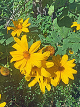 GIB Tithonia diversifolia | Mexican or Bolivian Sunflower | 10 Seeds - $16.00