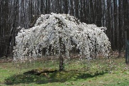 PWO 5 Weeping White Cherry Tree Seeds Flowering Japanse Ornimental - £5.66 GBP