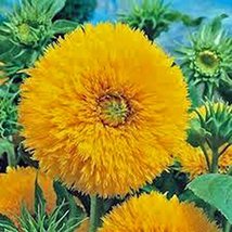 Sunflower, Giant Sungold 500 Seeds Large Beautiful Vivid Colorful Blooms - £7.85 GBP