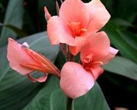 Pink Canna Lily Indica Seeds Indian Shot Arrowroot Flowers Attracts Humm... - £4.74 GBP