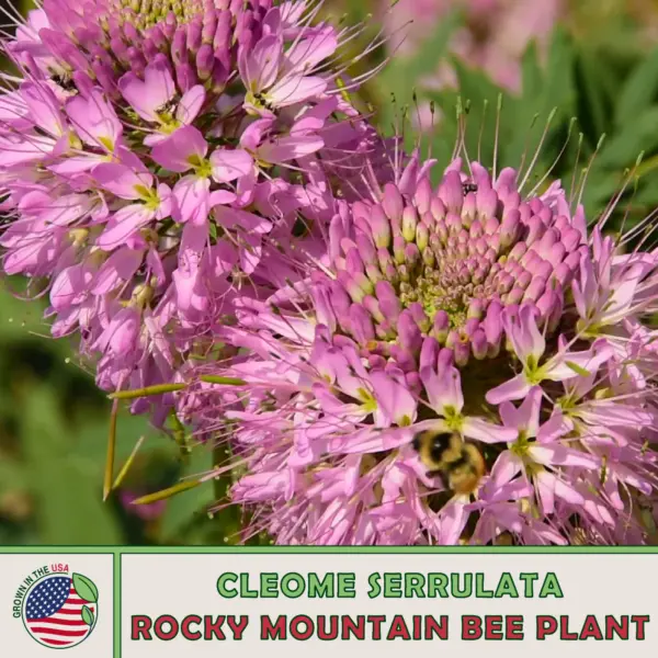 200 Rocky Mountain Bee Plant Cleome Serrulata Bee Pollinator Attractor Fresh See - £10.18 GBP