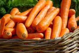 Carrot Little Finger 200 Vegetable Seeds - £6.24 GBP