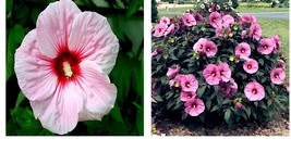 Pink Swamp Mallow Rose 20 Seeds &quot;LARGE FLOWER&quot; Hardy Hibiscus Fast Garden Plant - £15.79 GBP